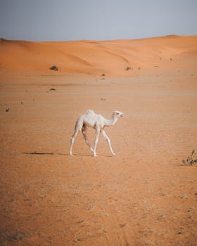A young camel strolls across vast orange sand dunes under a clear sky.