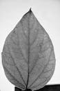 黑白宏观照片的细节突出了叶子复杂的纹理结构