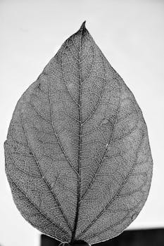 黑白宏观照片的细节突出了叶子复杂的纹理结构