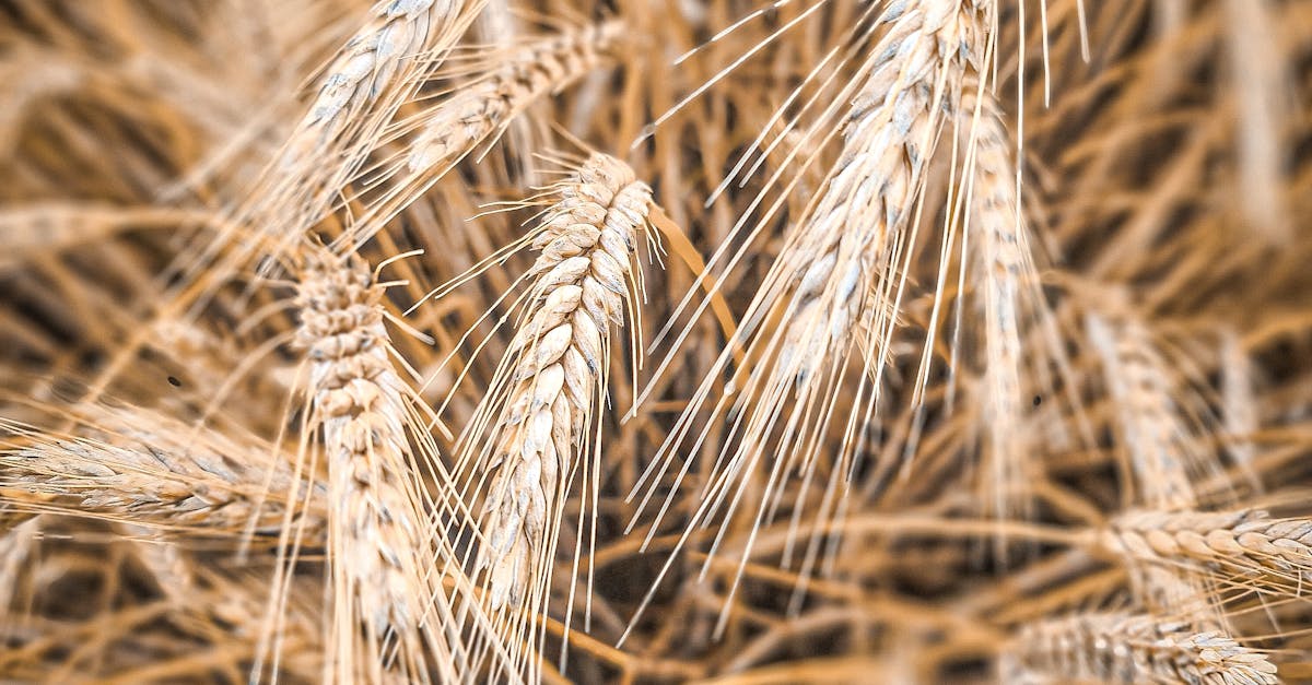 強化國際農業鏈結 印尼青農深耕臺東學習農業技術