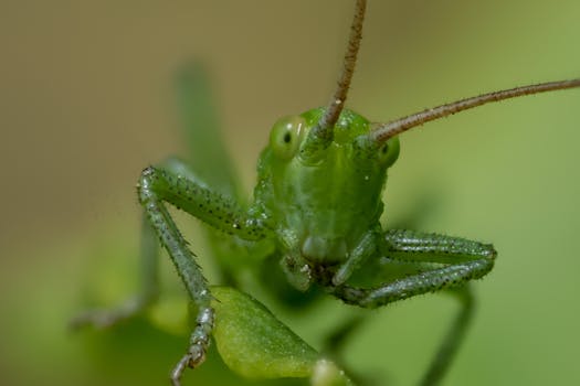 GRASSHOPPER , Photographer: Erdal Erdal