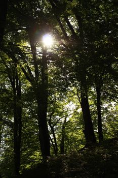 Sunlight filters through lush green forest, creating a serene landscape.