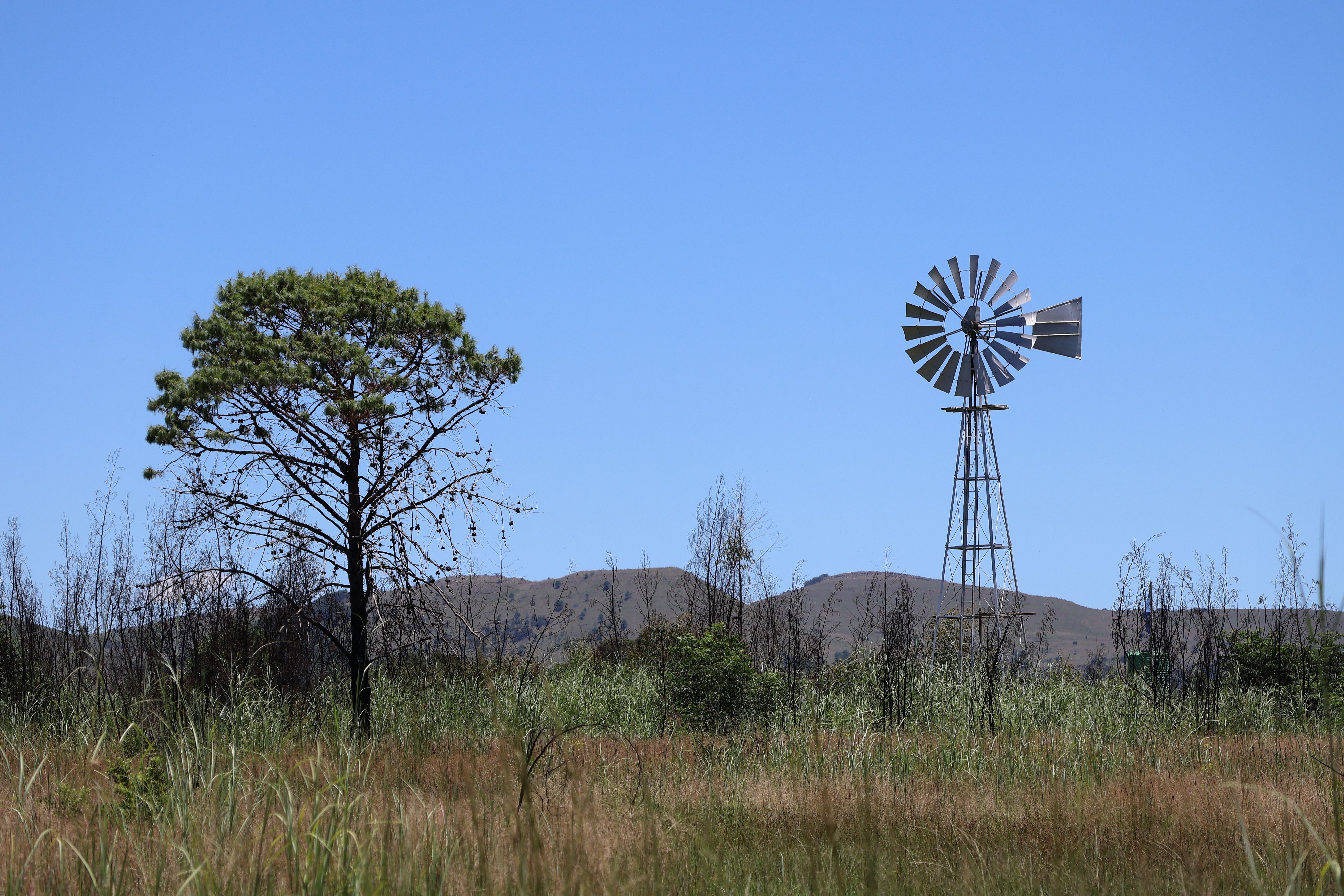 Wind In Tree Photos, Download The BEST Free Wind In Tree Stock Photos ...