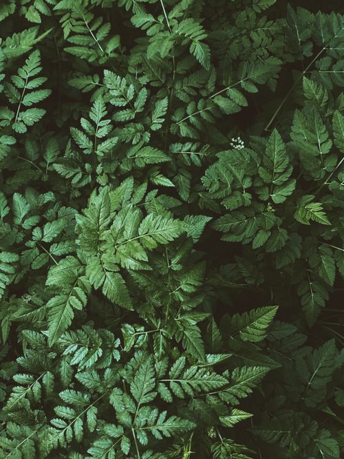 Free Dense and vibrant green fern leaves create a lush natural background. Stock Photo