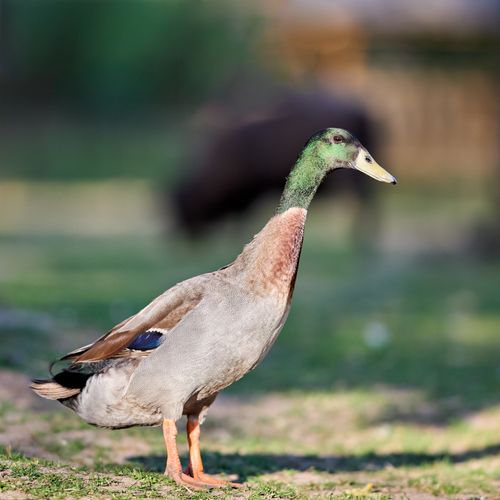 Free A graceful Indian Runner duck with a green head and long neck standing on grass outdoors. Stock Photo