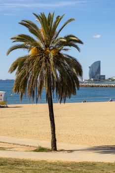 Palm tree on a sandy beach with a view of Barcelona skyline and sea.