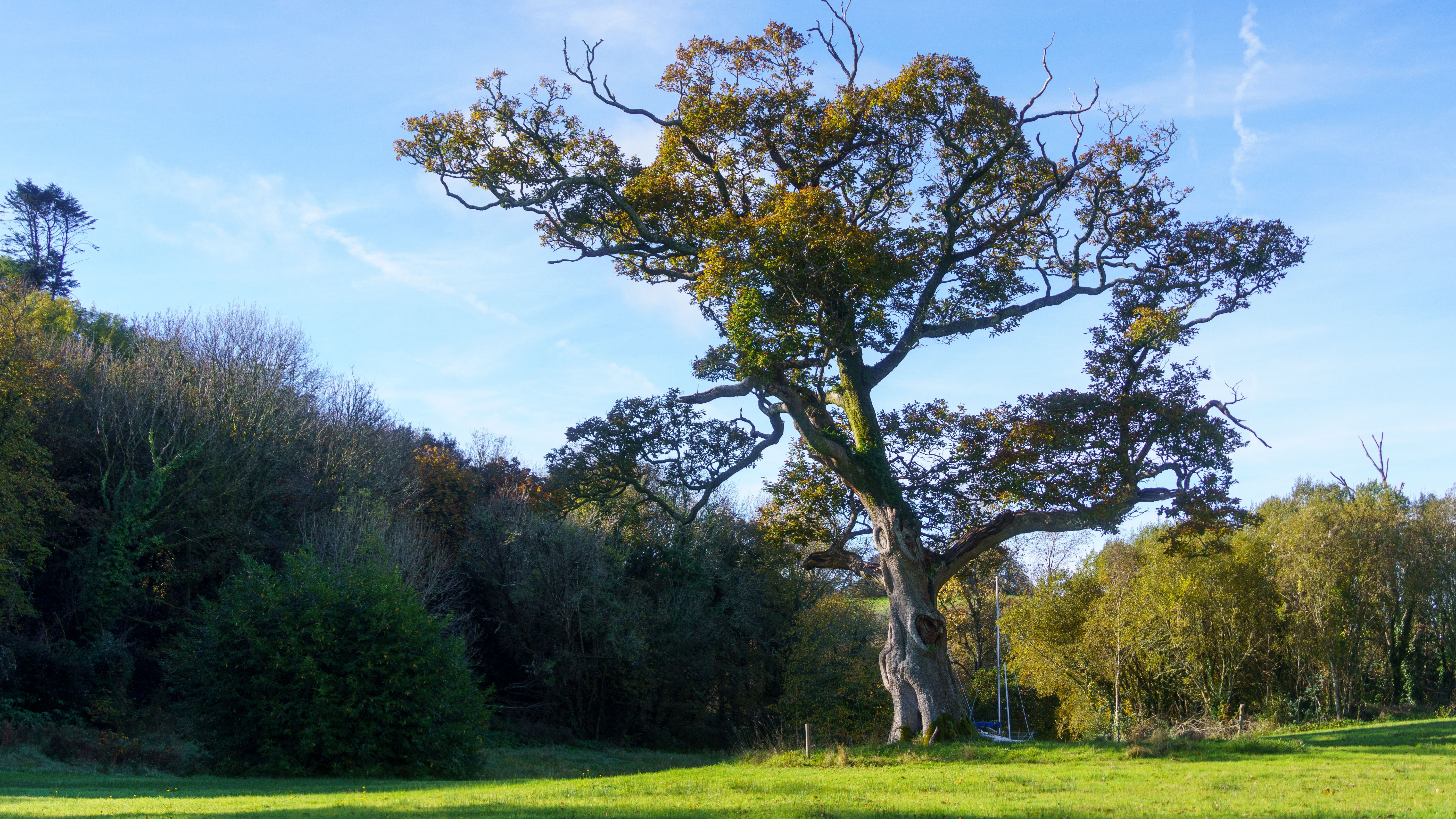Quelle période pour élaguer vos arbres ? Calendrier complet