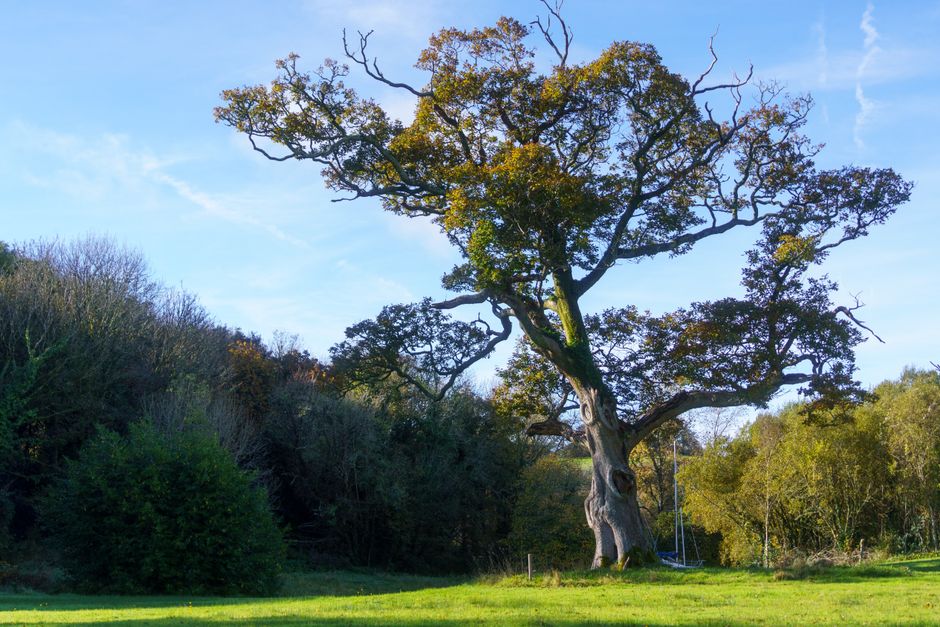 Majestic large oak tree in a sunlit meadow — tree size is the primary tree removal service pricing factor in Surrey BC