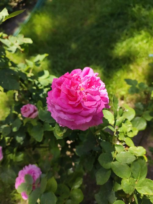 Free Bright pink rose blooming in a lush green garden, capturing the essence of summer beauty. Stock Photo
