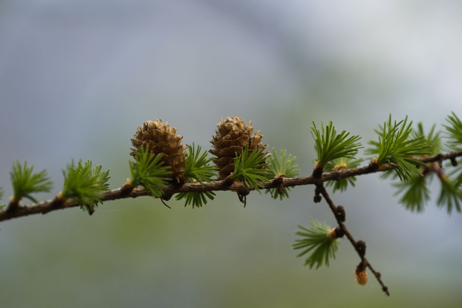 Close-up of larch tree branch with cones — larch tree health and disease signs in Surrey BC