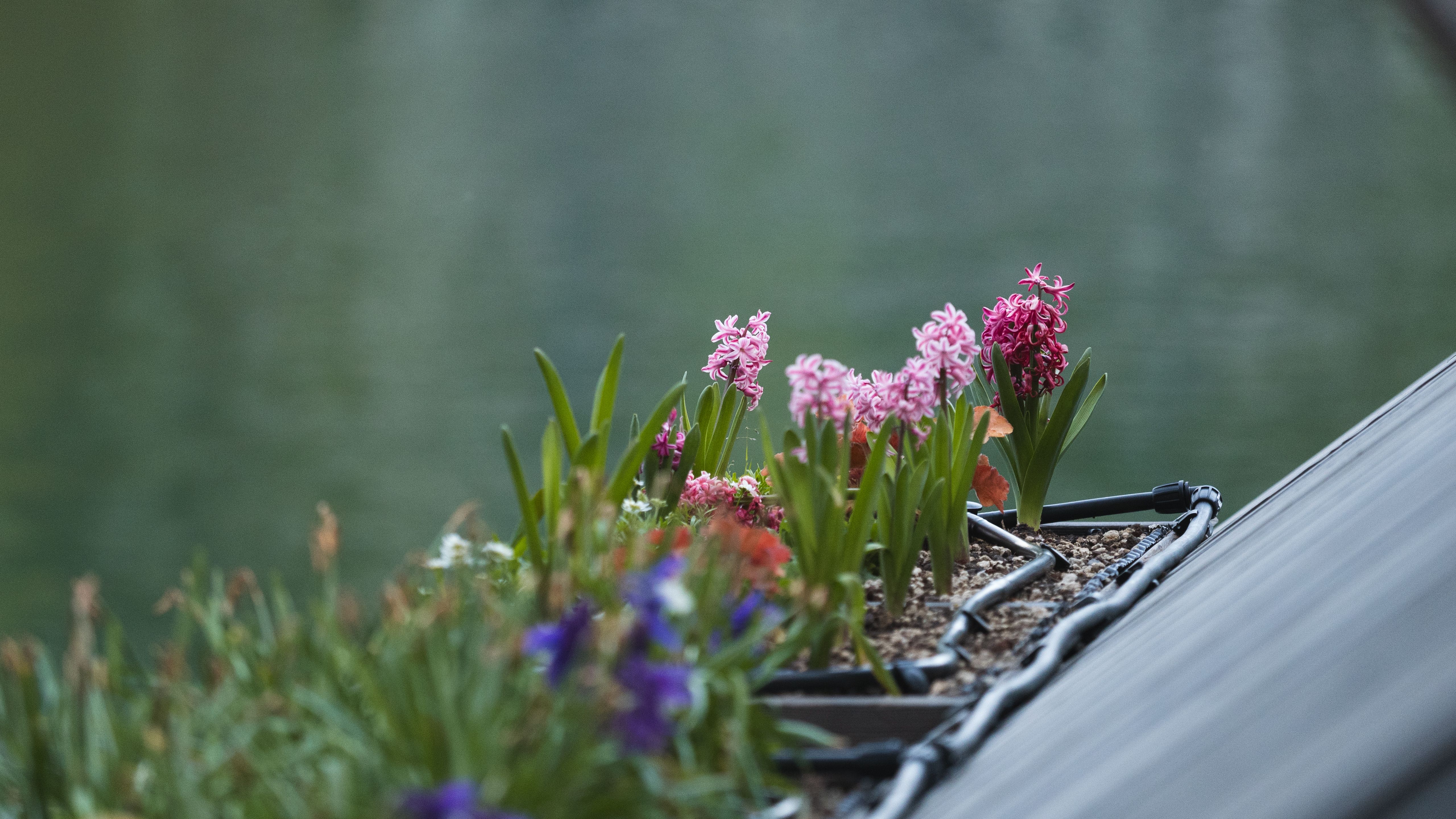 Vibrant hyacinths bloom in a rooftop garden with a serene lake view, creating a peaceful outdoor setting.