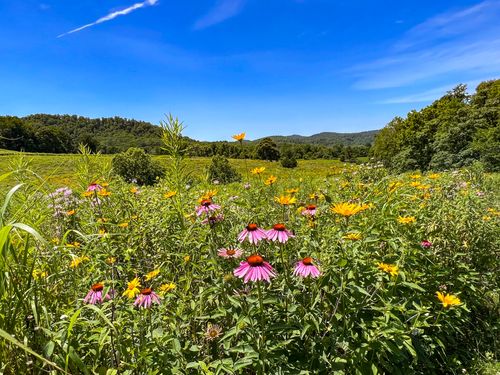 Free Into the Wild Stock Photo