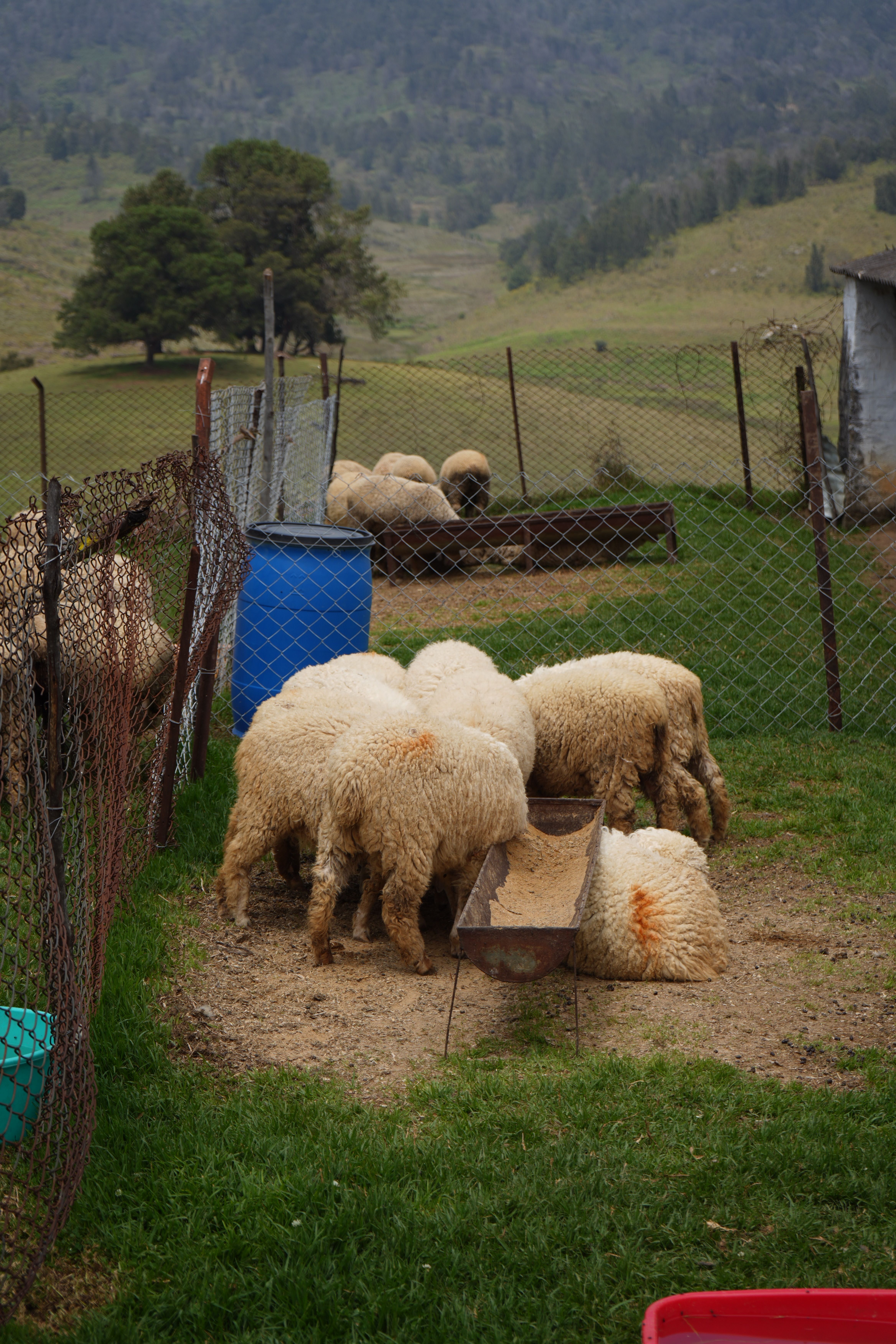 Flock of Sheep Grazing in a Rural Pasture · Free Stock Photo