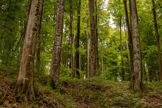 Lush green forest with tall trees in Podgarić, Croatia. Ideal for nature enthusiasts.