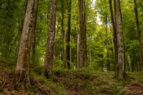 Free Lush green forest with tall trees in Podgarić, Croatia. Ideal for nature enthusiasts. Stock Photo