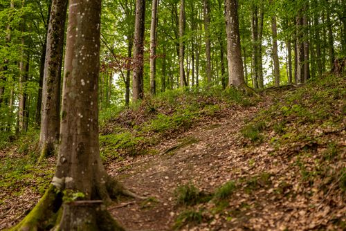 Free Tranquil forest path leading through lush trees in Podgarić, showcasing nature's beauty. Stock Photo