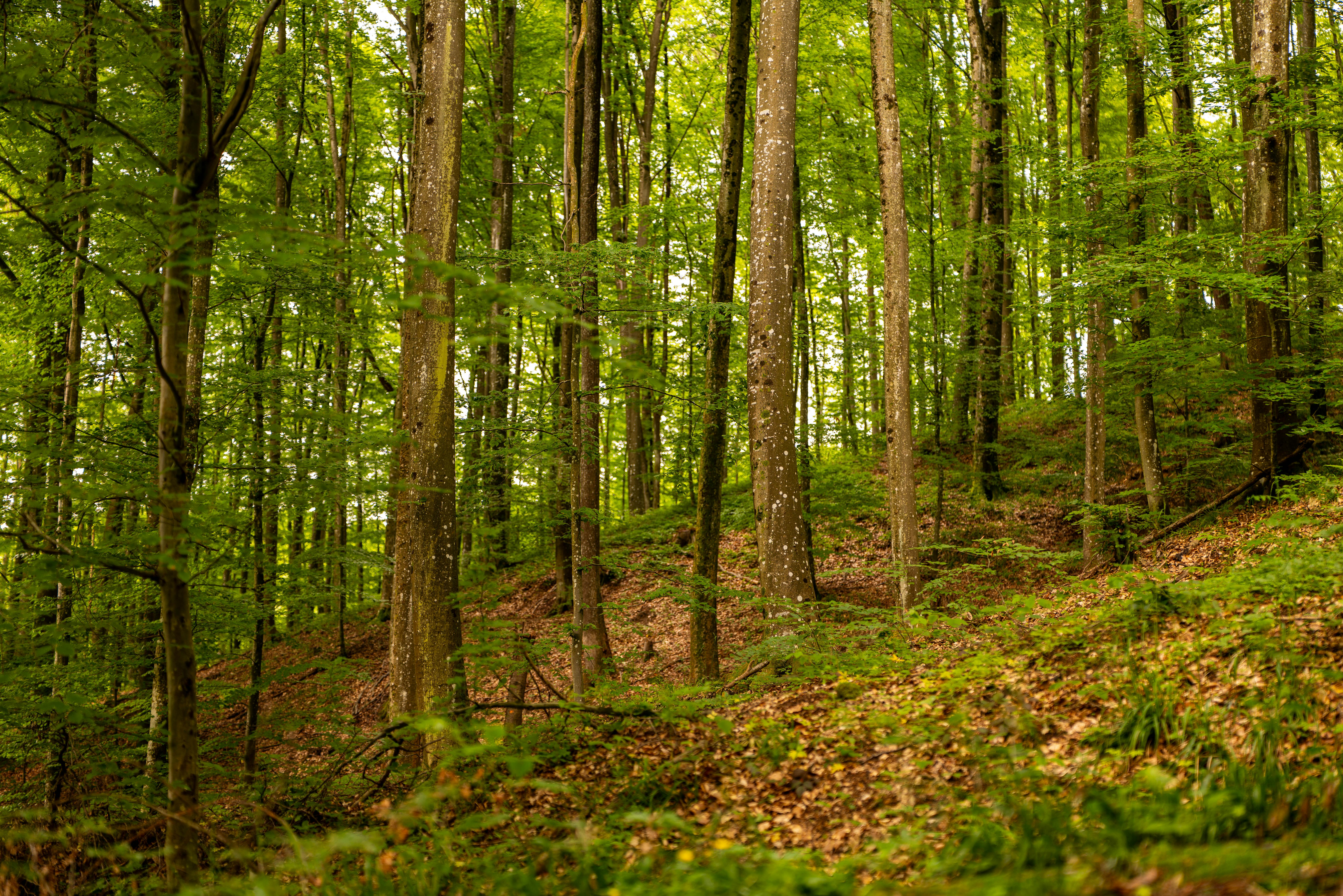 Eco-Friendly Travel Tips for Sustainable Adventures