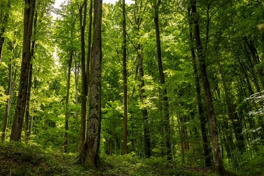 Tall trees under a vibrant green canopy in Podgarić forest, Croatia.