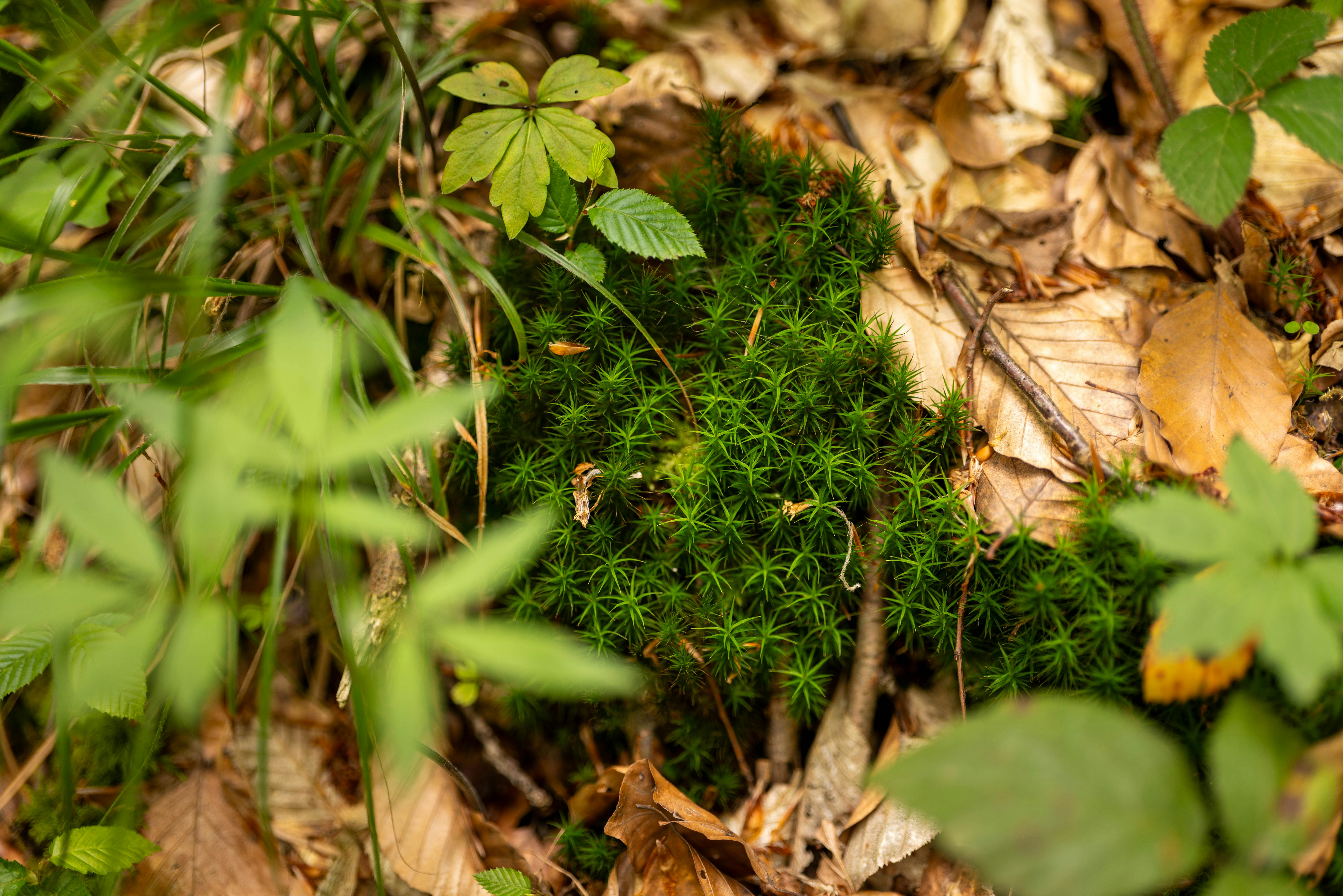 Unlocking the Power of Elemental Manipulation