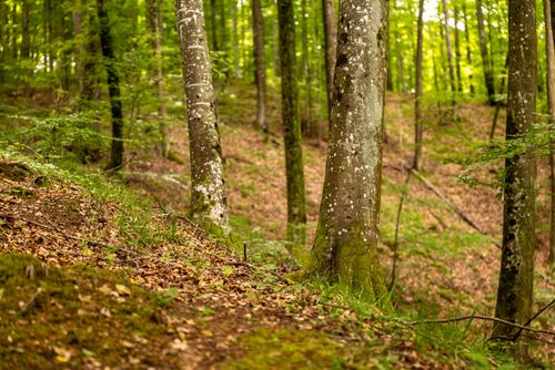 Free Tranquil forest setting in Podgarić, Croatia with lush green trees and forest floor. Stock Photo