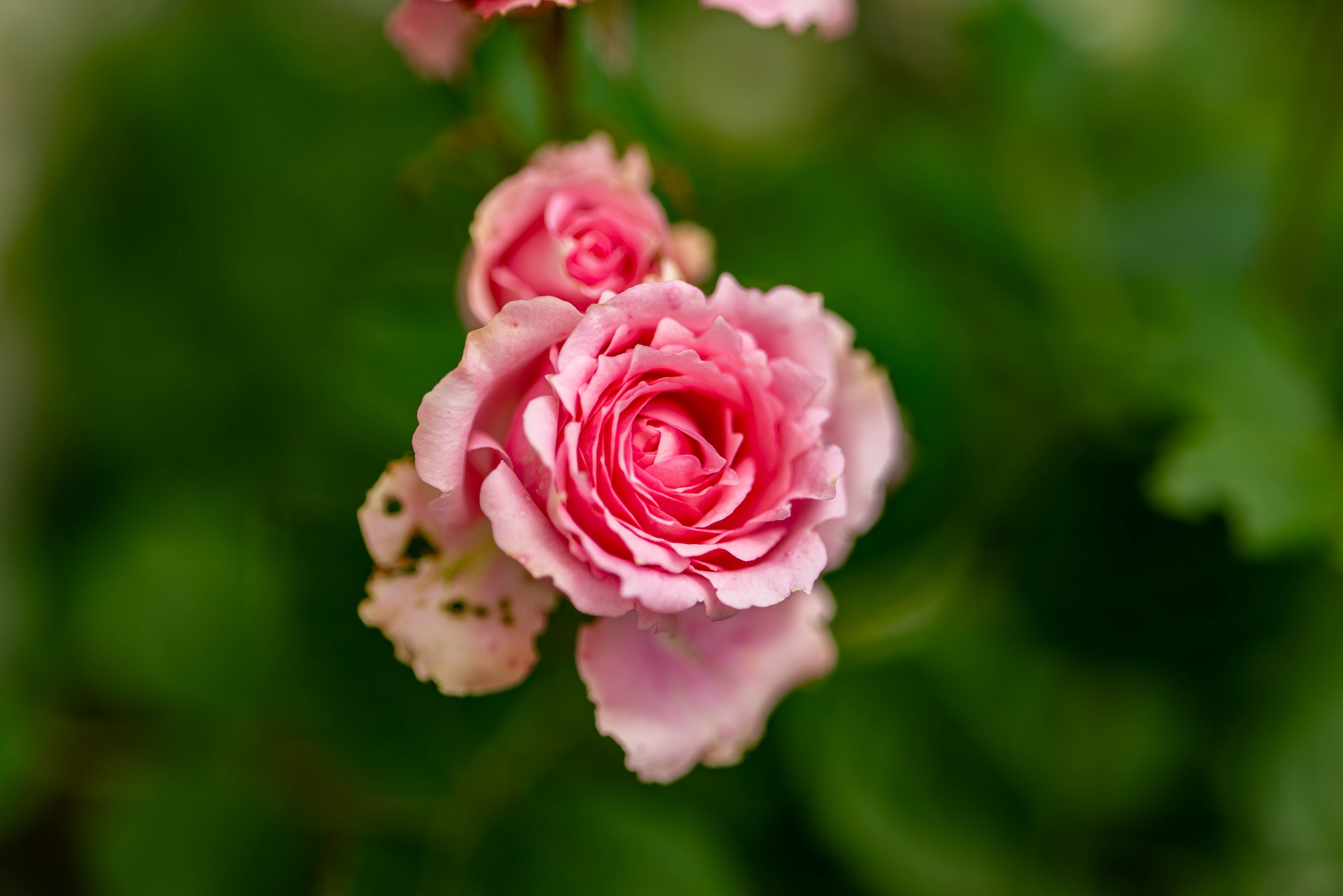 A vibrant close-up of pink roses in full bloom, showcasing nature's beauty.