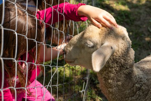Free A child gently pets a sheep through a wire fence on a sunny day. Stock Photo