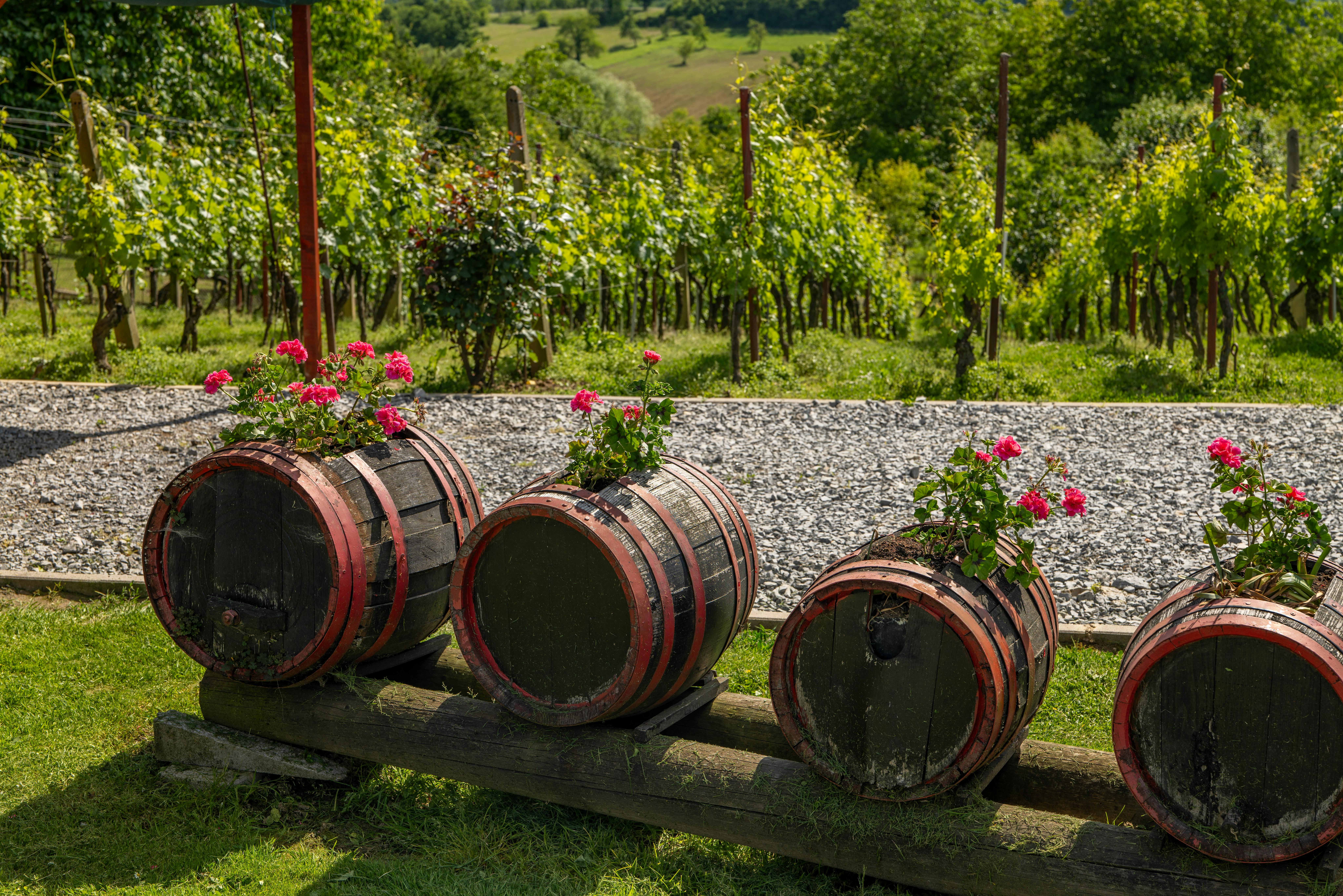 Picturesque vineyard scene with flower-adorned barrels in Dišnik, Croatia, under a sunny sky.