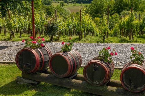 Free Picturesque vineyard scene with flower-adorned barrels in Dišnik, Croatia, under a sunny sky. Stock Photo