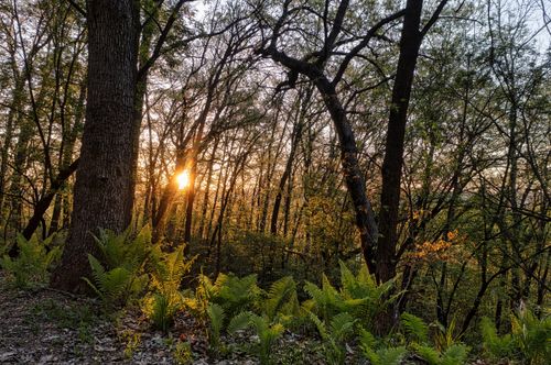 Free Sunlight filtering through trees during sunset in a lush spring forest in Pepin, Wisconsin. Stock Photo