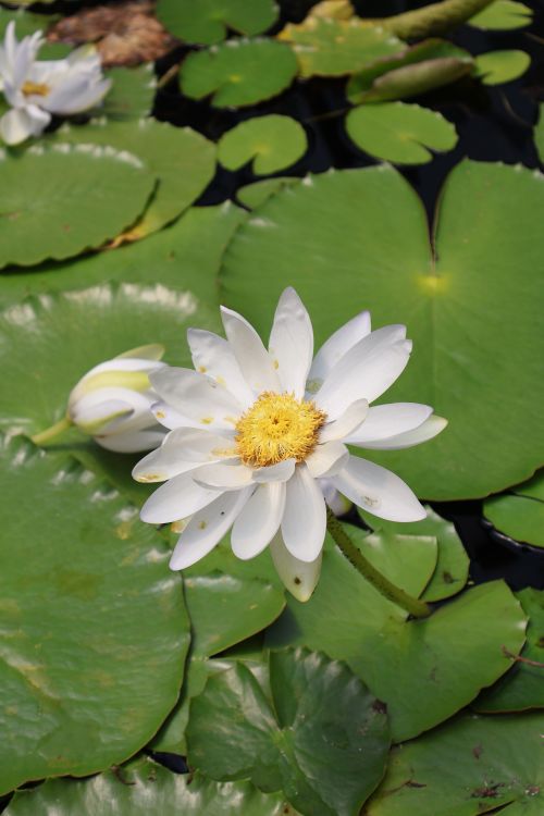 Free A close-up of a blooming white water lily, showcasing its beauty among lush green lily pads. Stock Photo