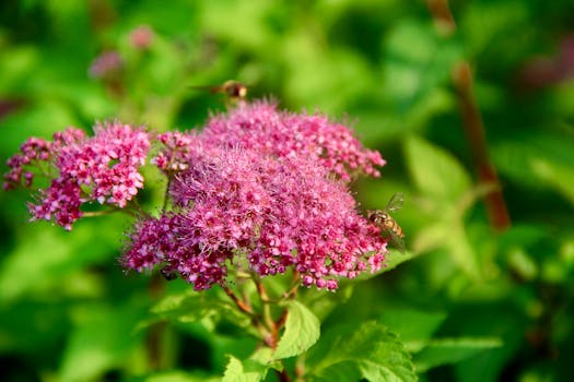 Vibrant pink Spirea flowers with a bee in a lush green garden setting.