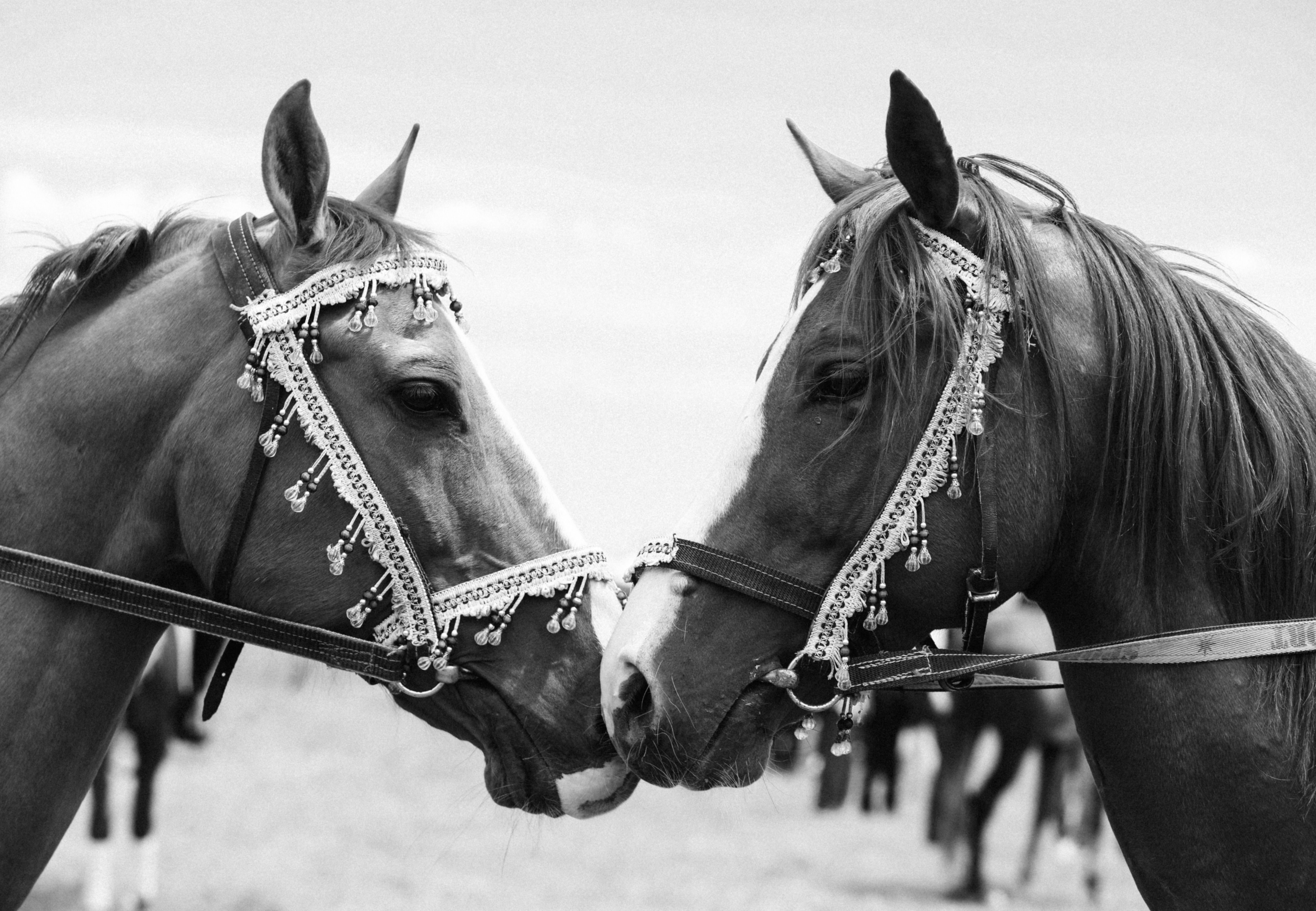 華やかな手綱をつけた 2 頭の馬の魅惑的な白黒画像。