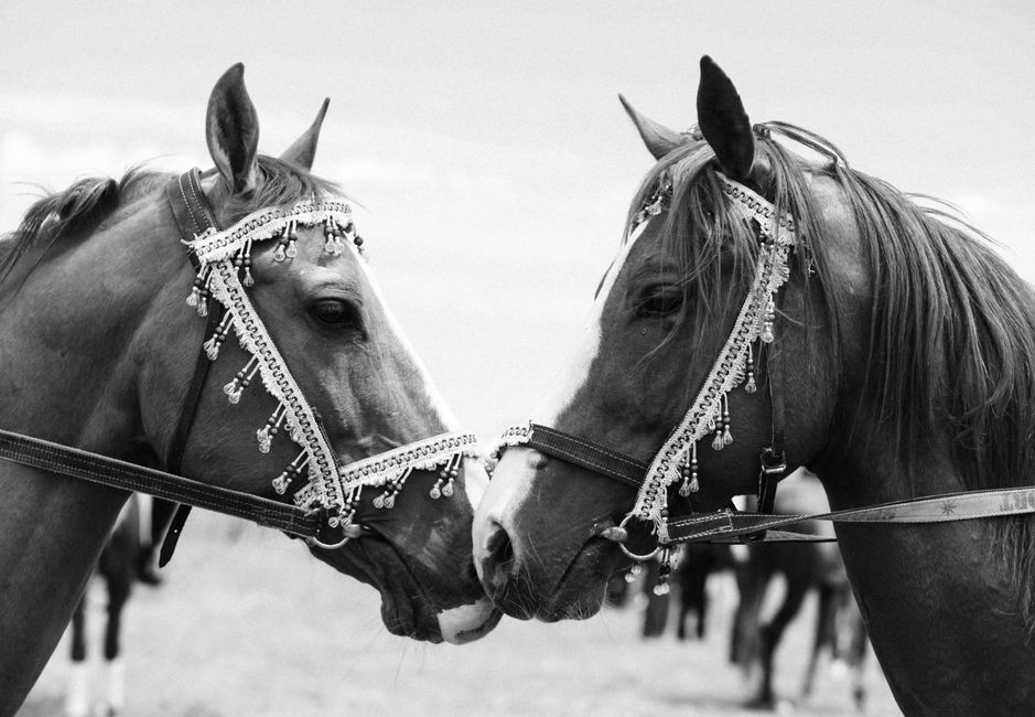 華やかな手綱をつけた 2 頭の馬の魅惑的な白黒画像。