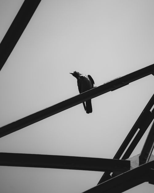 Free Monochrome photo of a bird on a metal framework in Berlin, capturing a minimalist aesthetic. Stock Photo