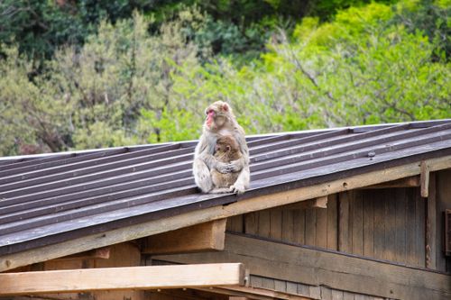 Free Two Japanese macaques sitting on a roof, surrounded by green spring foliage. Stock Photo