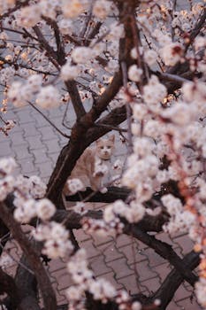Cozy scene of a cat sitting in a blooming tree during springtime.