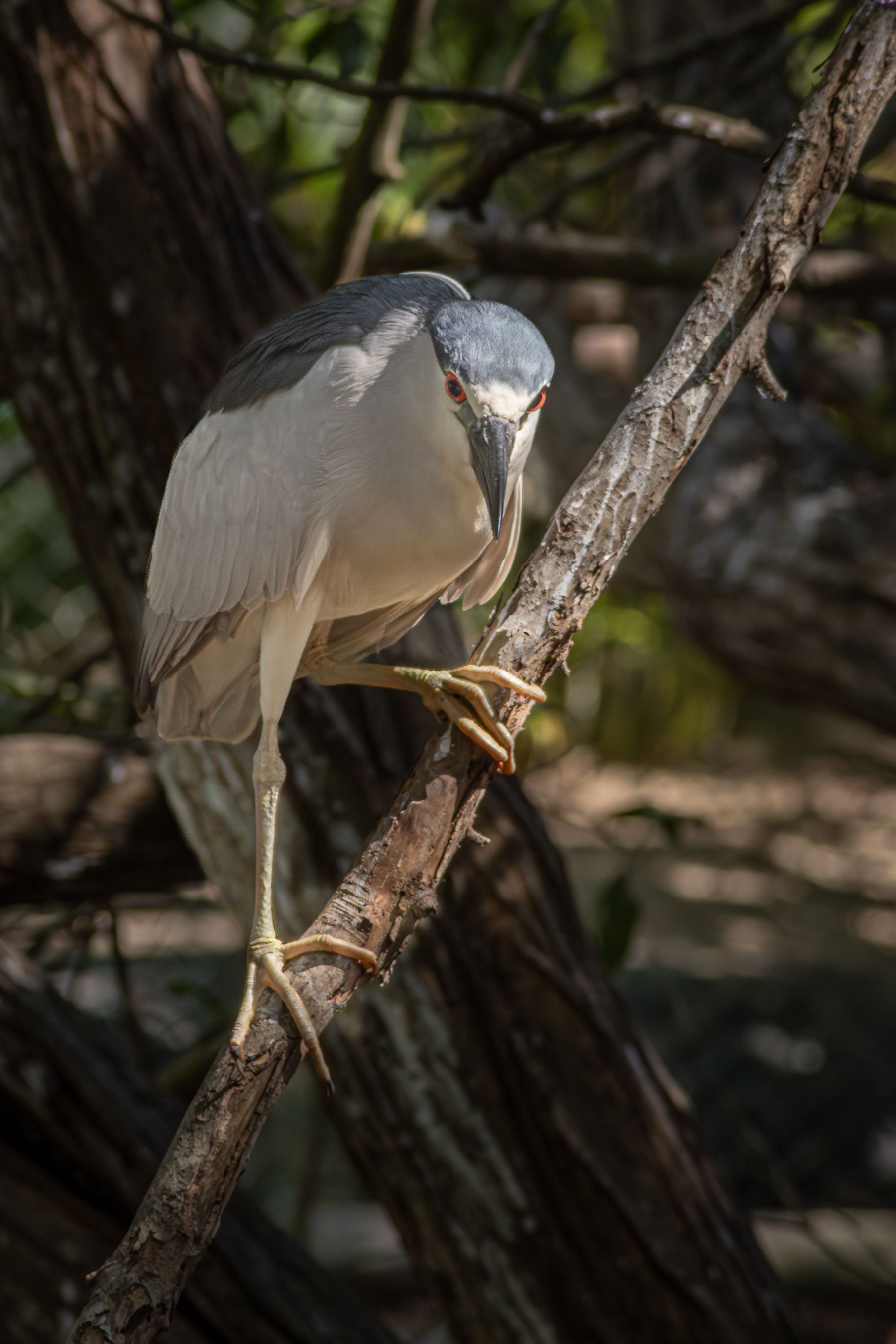 A black-crowned night heron perches on a branch in Zihuatanejo, showcasing its distinctive plumage.
