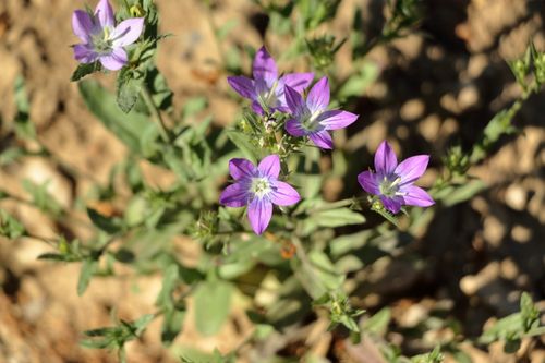 Free Vibrant purple bellflowers bloom under the sun in a natural environment. Stock Photo