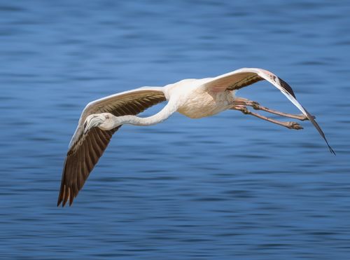 Free A beautiful flamingo soaring over tranquil blue waters, showcasing elegance in motion. Stock Photo