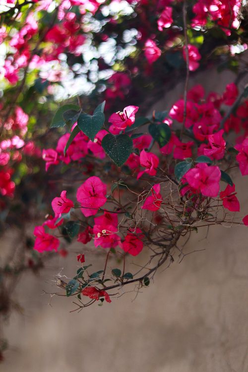 Free Simply beautiful! Stock Photo