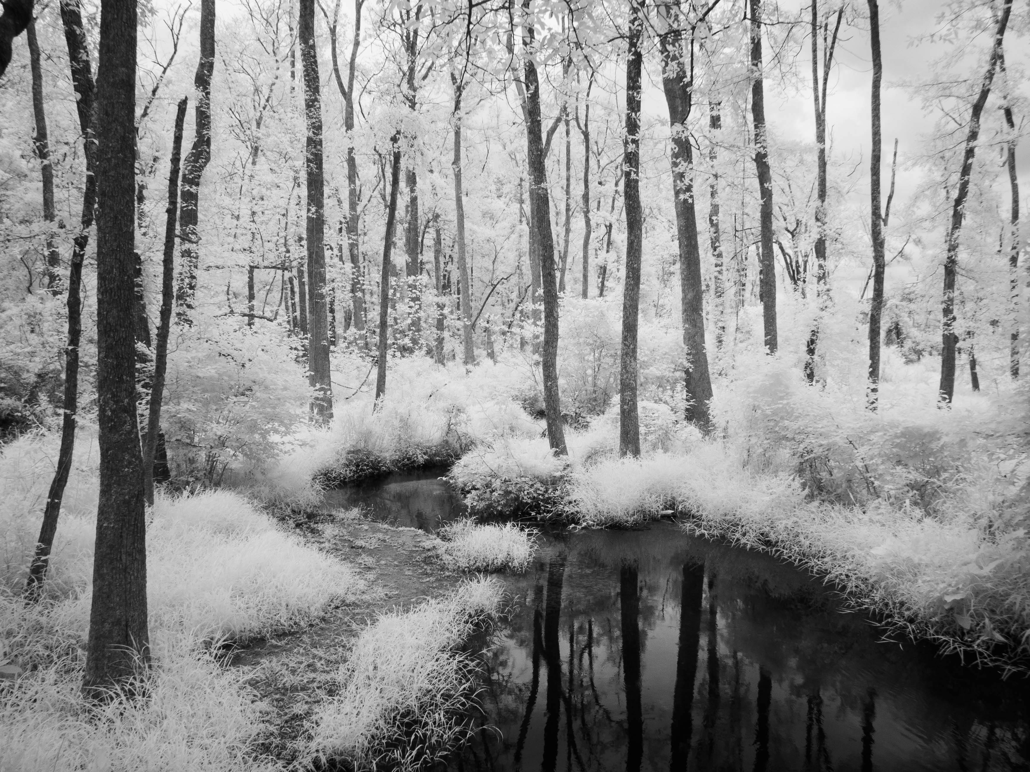 Dreamlike infrared photo of a forest in Columbia, South Carolina, featuring a reflective creek.
