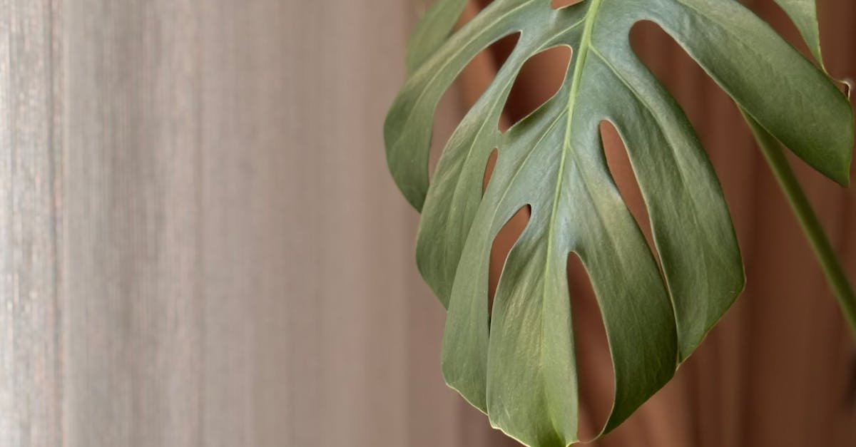 基隆 白天鵝安幔 日系美學寓所 打造雙北通勤族理想生活圈