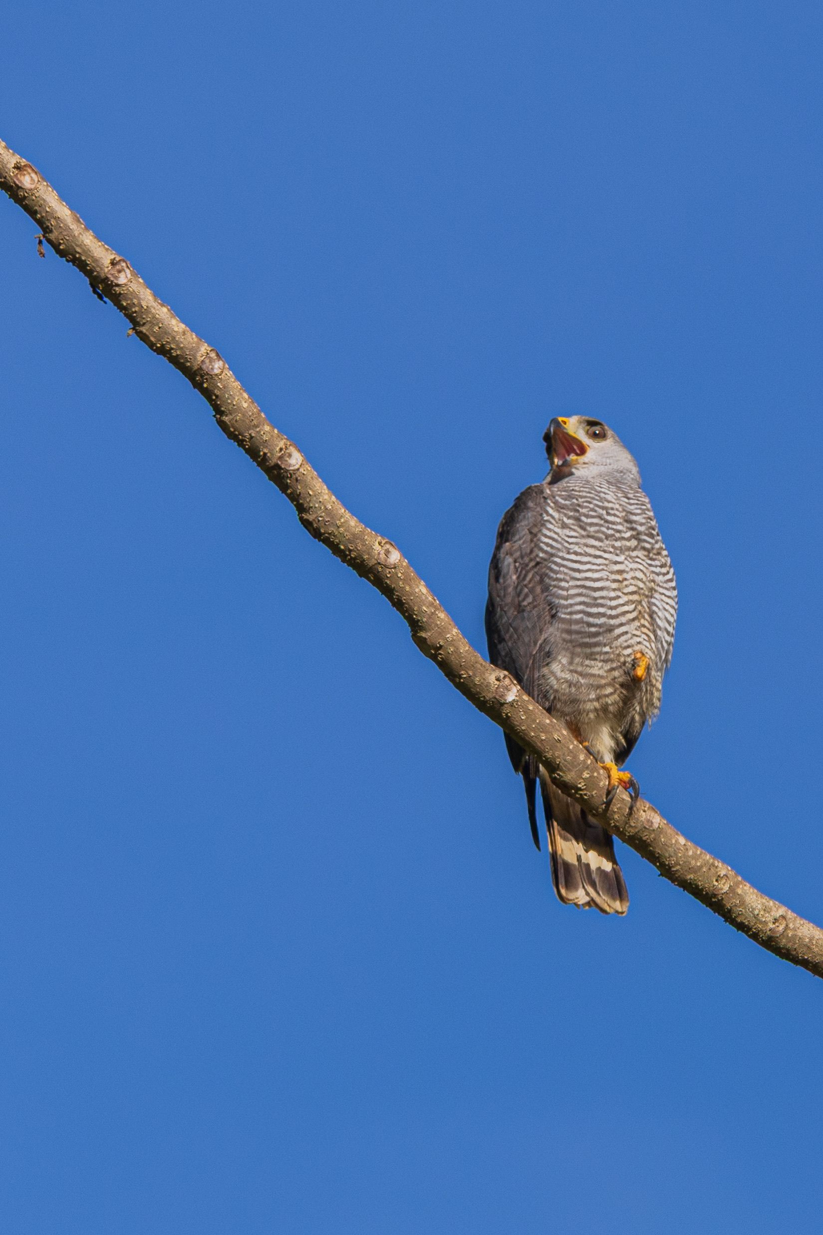 Peregrine falcon perched on a branch against clear blue sky, elegant bird of prey.