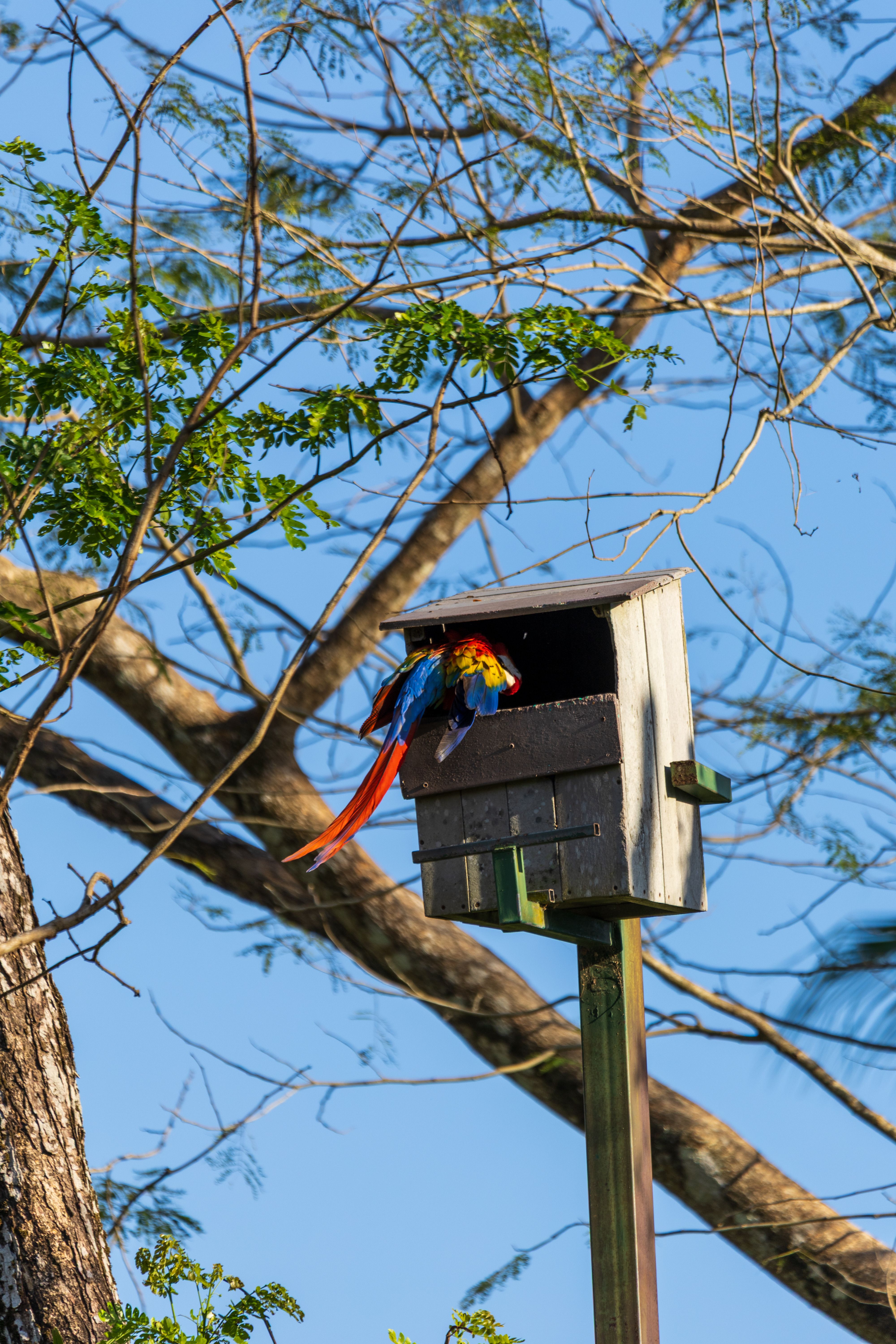 Stunning Incoming Birdhouse For Macaws image