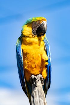 Close-up of a colorful blue and yellow macaw perched on wood against a clear blue sky.
