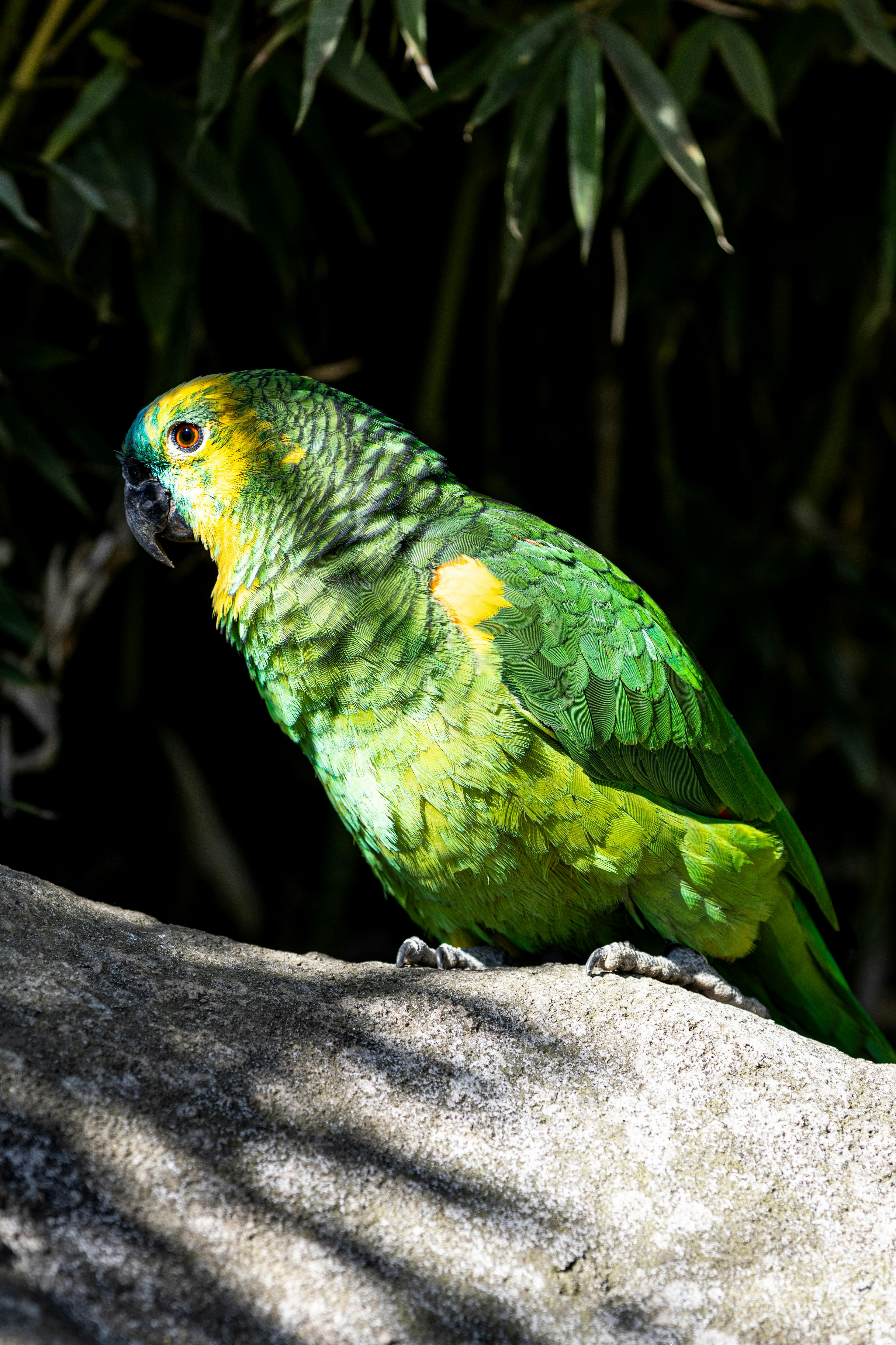 Colorful parrot perched in sunlight on a stone, surrounded by green foliage.