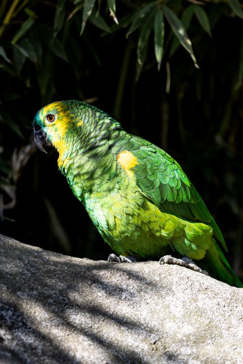 Free Colorful parrot perched in sunlight on a stone, surrounded by green foliage. Stock Photo