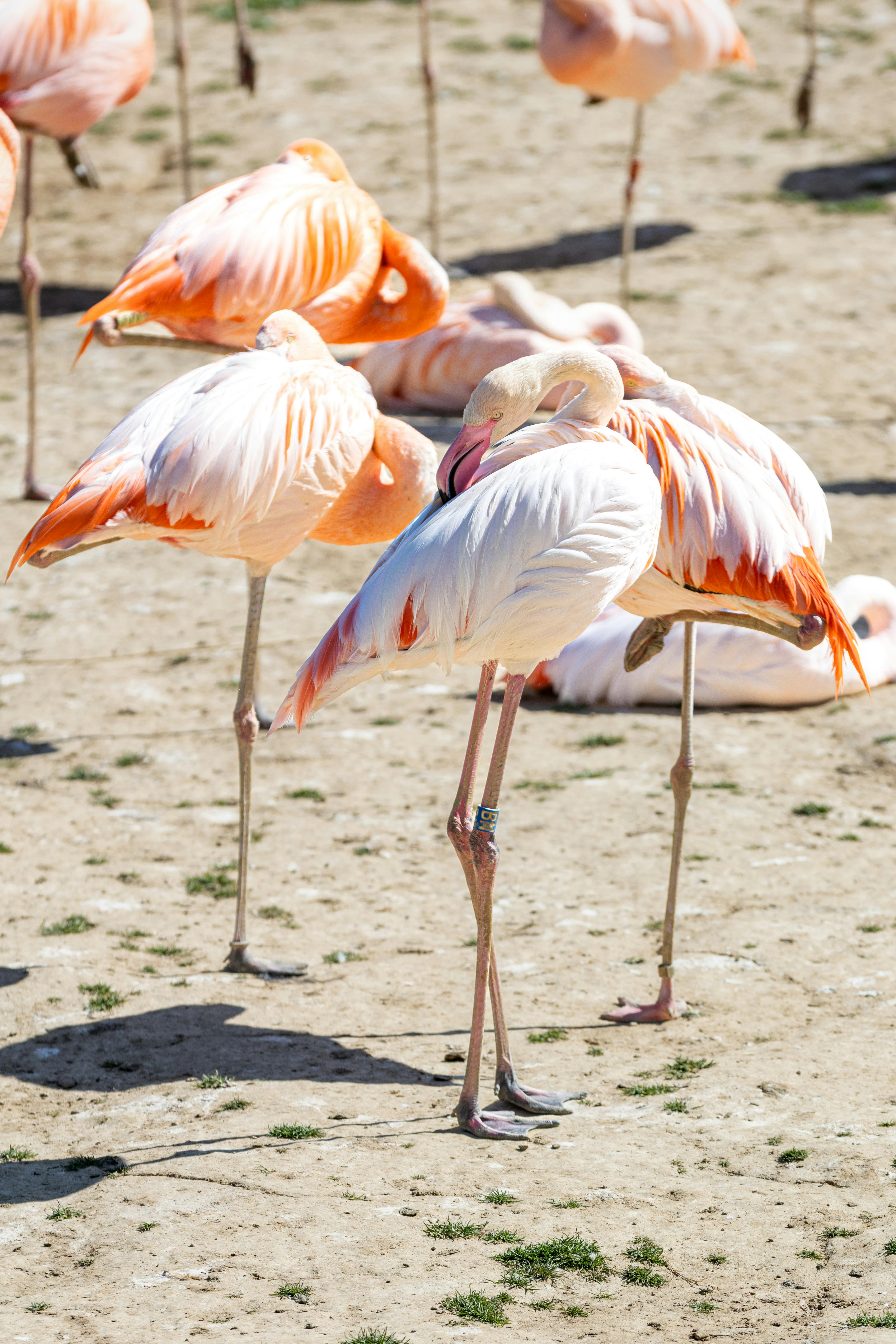 A flock of pink flamingos resting gracefully under the bright sun with vivid plumage.