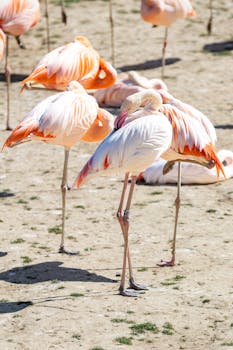 A flock of pink flamingos resting gracefully under the bright sun with vivid plumage.
