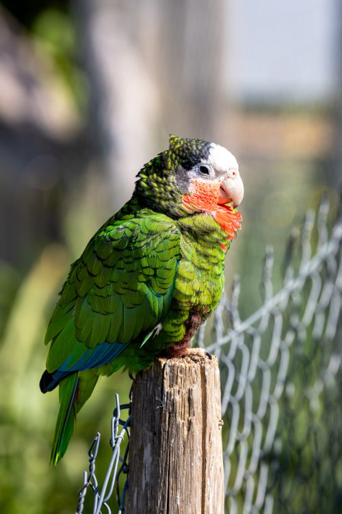 Free Close-up of a colorful Cuban Amazon parrot perched outdoors in natural light. Stock Photo